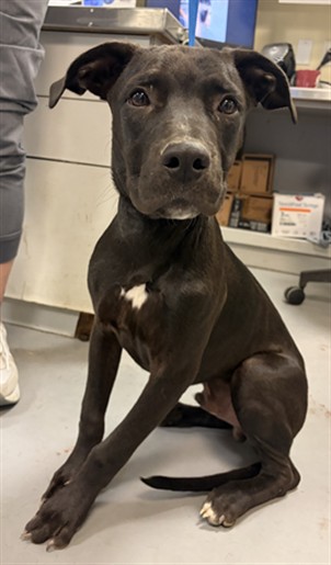 Shelter Stray Male Dog last seen MONTEVISTA, SAN JACINTO, 581 S Grand Ave, San Jacinto, CA 92582, USA