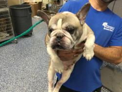Shelter Stray Male Dog last seen Near BLOCK APAWAMIS RD, DESERT HOT SPRINGS, CA, 72050 Pet Land Pl, Thousand Palms, CA 92276, USA