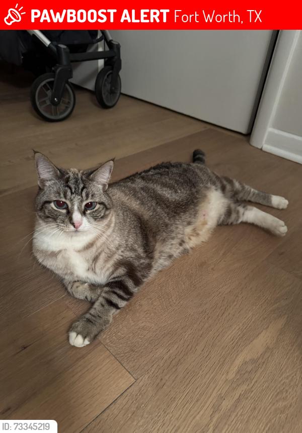 Lost Male Cat last seen Meadowbrook golf course and Wilson road, Fort Worth, TX 76112