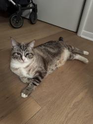 Lost Male Cat last seen Meadowbrook golf course and Wilson road, Fort Worth, TX 76112