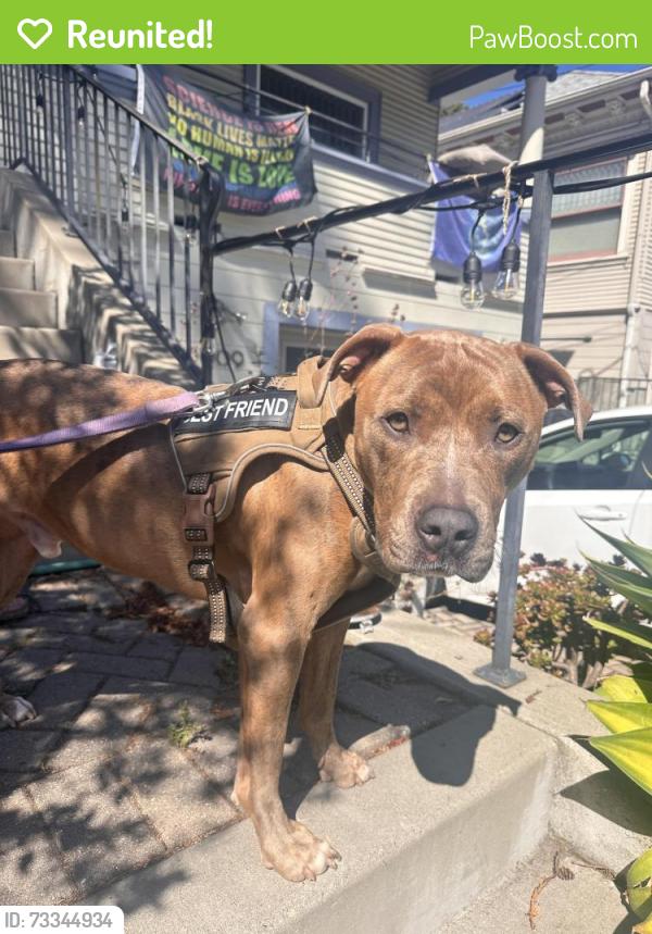 Reunited Male Dog last seen Cedar St & Bonita Ave, Berkeley, CA 94709, USA, Berkeley, CA 94709