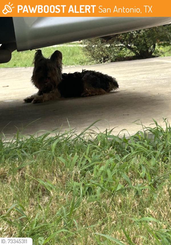 Found/Stray Unknown Dog last seen Impressive Way, San Antonio, TX 78254