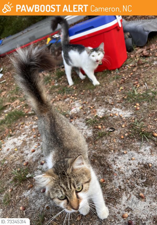 Found/Stray Unknown Cat last seen At my hse, Cameron, NC 28326