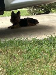 Found/Stray Unknown Dog last seen Impressive Way, San Antonio, TX 78254