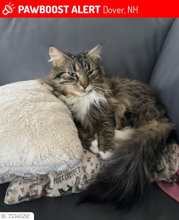 Lost Male Cat last seen Littleworth Road, Dover, NH 03820