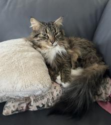 Lost Male Cat last seen Littleworth Road, Dover, NH 03820