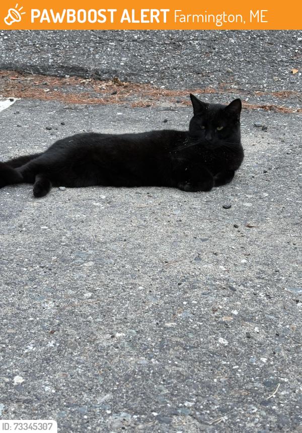 Found/Stray Unknown Cat last seen Parking lot behind the building, Farmington, ME 04938