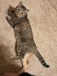 Lost Female Cat last seen Orbit Dr and Shepard Ln, Lavon, TX 75166