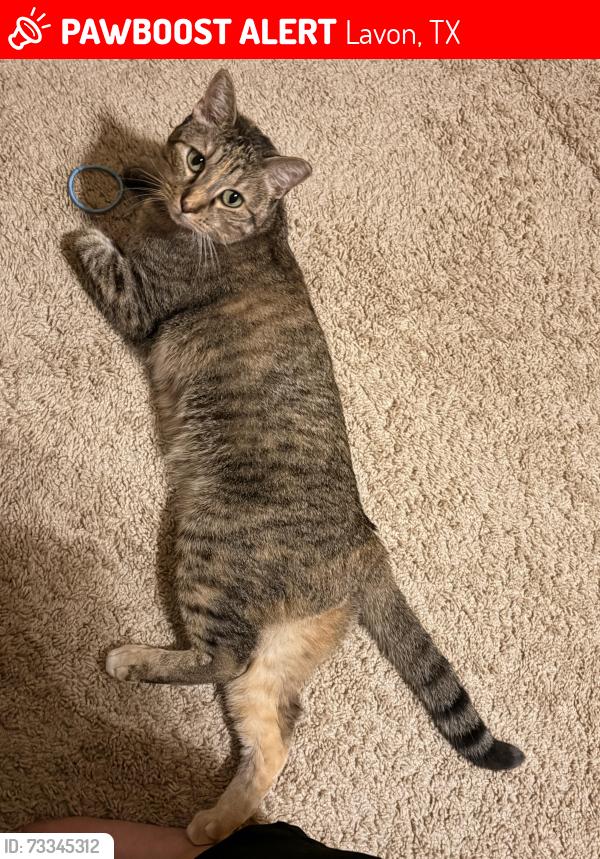 Lost Female Cat last seen Orbit Dr and Shepard Ln, Lavon, TX 75166