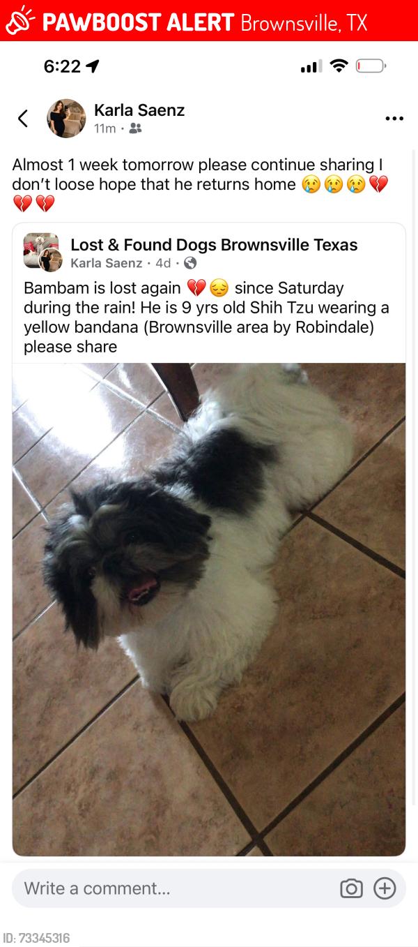 Lost Male Dog last seen Robindale, Brownsville, TX 78526