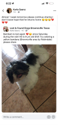 Lost Male Dog last seen Robindale, Brownsville, TX 78526