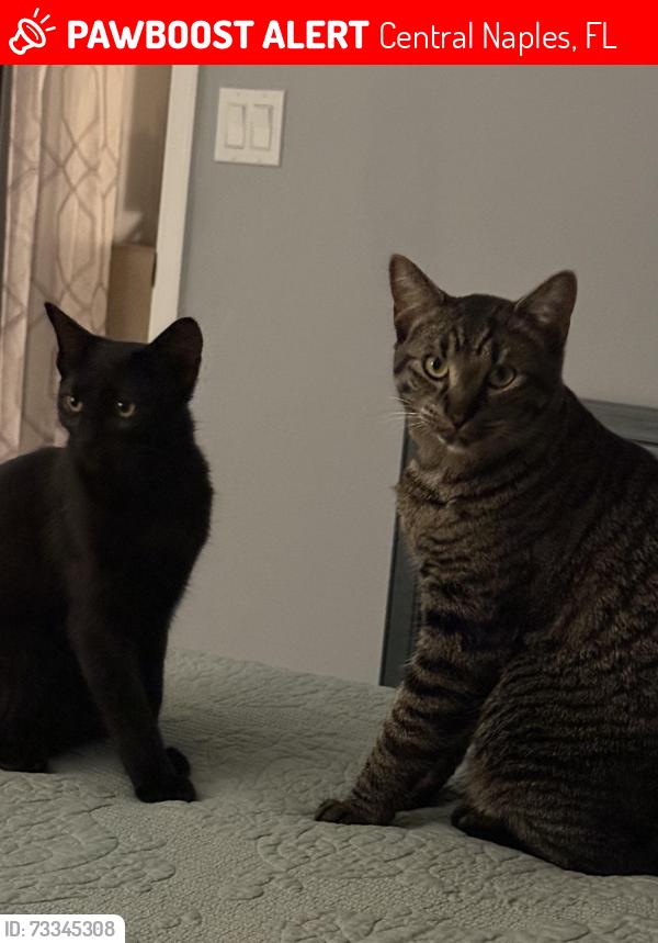 Lost Female Cat last seen Golden gate parkway and 68th sw st, Central Naples, FL 34105