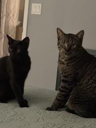 Lost Female Cat last seen Golden gate parkway and 68th sw st, Central Naples, FL 34105