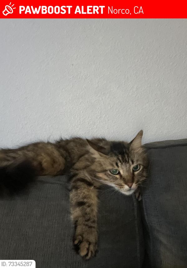 Lost Male Cat last seen kips Korner and partridge, Norco, CA 92860