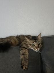 Lost Male Cat last seen kips Korner and partridge, Norco, CA 92860