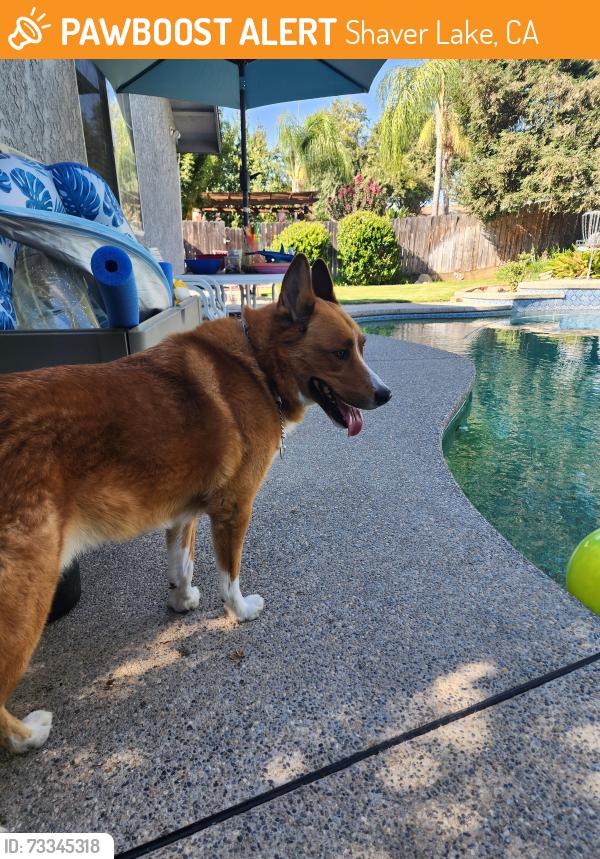 Found/Stray Male Dog last seen Near tollhouse, Shaver Lake, CA 93602