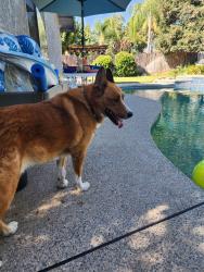 Found/Stray Male Dog last seen Near tollhouse, Shaver Lake, CA 93602