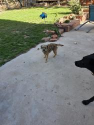 Reunited Male Dog last seen Greystone Castle, Boulder, CO 80302