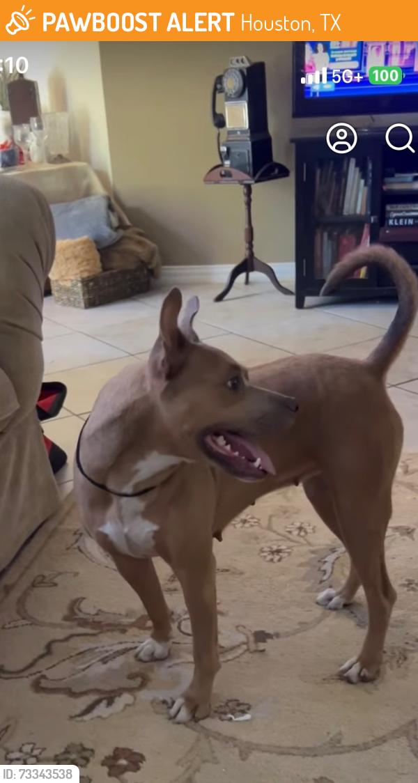 Found/Stray Female Dog last seen Perry Road at FM 1960, Houston, TX 77070