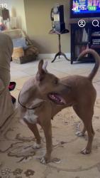 Found/Stray Female Dog last seen Perry Road at FM 1960, Houston, TX 77070