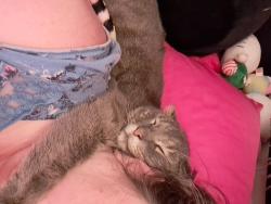 Lost Male Cat last seen Near S 9th Street Miamisburg Ohio, Miamisburg, OH 45342