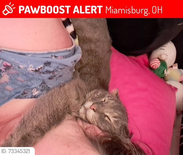 Lost Male Cat last seen Near S 9th Street Miamisburg Ohio, Miamisburg, OH 45342