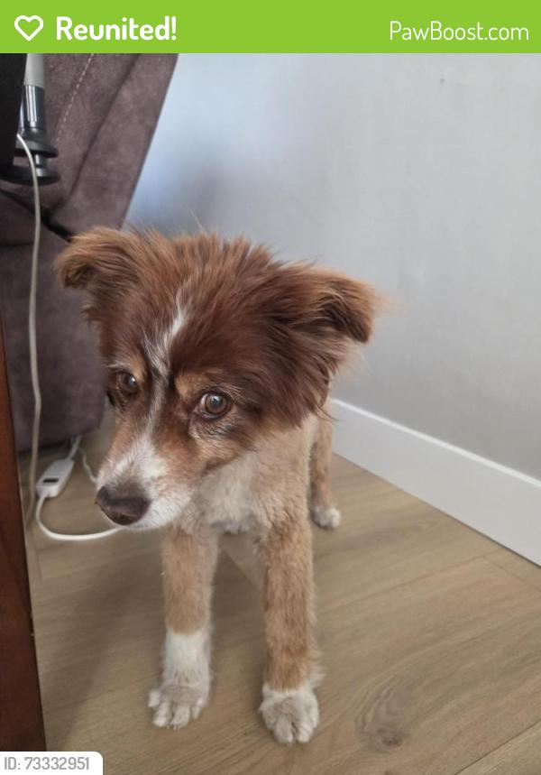 Reunited Female Dog last seen Near west 5400 south, kearns Ut, Kearns, UT 84118