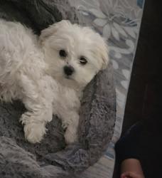 Lost Male Dog last seen Scott creek, Little Elm, TX 75068