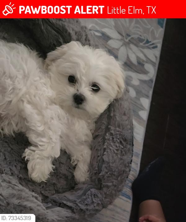 Lost Male Dog last seen Scott creek, Little Elm, TX 75068