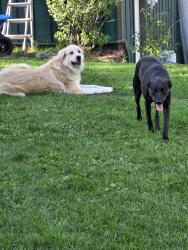 Reunited Male Dog last seen Greystone Castle, Boulder, CO 80302