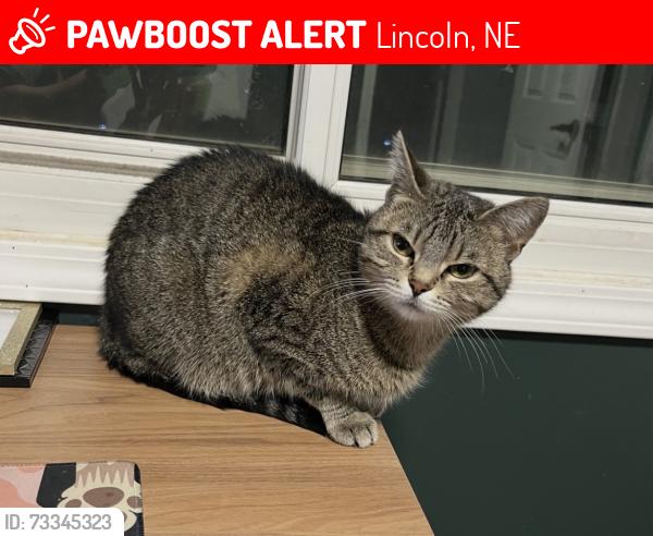 Lost Female Cat last seen NW 1st Laramie Trail, Lincoln, NE 68521