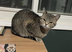 Lost Female Cat last seen NW 1st Laramie Trail, Lincoln, NE 68521