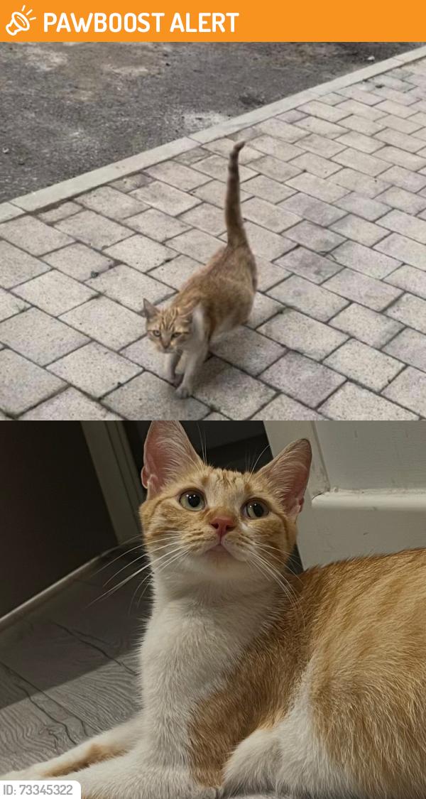 Found/Stray Female Cat last seen the petrol station on Duncan Street, Salford., Greater Manchester, England 