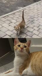 Found/Stray Female Cat last seen the petrol station on Duncan Street, Salford., Greater Manchester, England 