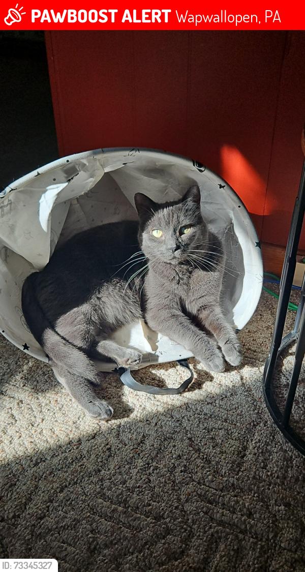 Lost Male Cat last seen Alpaca lane, Wapwallopen, PA 18660