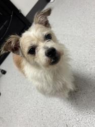 Shelter Stray Male Dog last seen , , CA, 1101 29th Ave, Oakland, CA 94601, USA