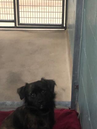 Shelter Stray Male Dog last seen , , CA, 1101 29th Ave, Oakland, CA 94601, USA