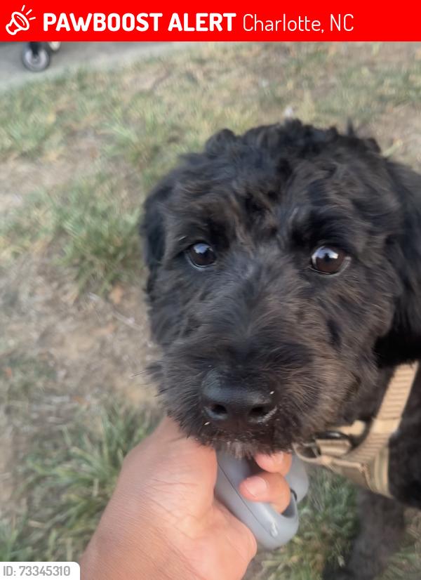 Lost Male Dog last seen Crandon Dr & Ansley Ln, Charlotte, NC 28216