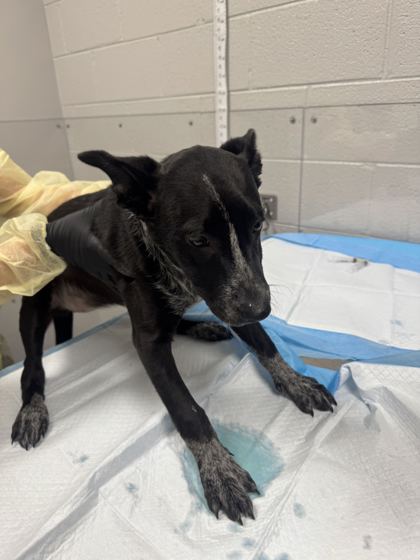 Shelter Stray Female Dog last seen Park Rd, Sevier County, TN, 1008 Old Knoxville Hwy, Sevierville, TN 37862, USA