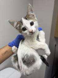 Shelter Stray Male Cat last seen Near QUEENWOOD DR, Rancho Cordova, CA, 6201 Florin Perkins Rd, Sacramento, CA 95828, USA
