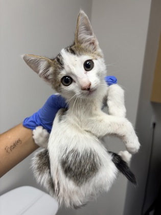 Shelter Stray Male Cat last seen Near QUEENWOOD DR, Rancho Cordova, CA, 6201 Florin Perkins Rd, Sacramento, CA 95828, USA