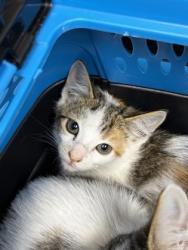 Shelter Stray Female Cat last seen Near QUEENWOOD DR, Rancho Cordova, CA, 6201 Florin Perkins Rd, Sacramento, CA 95828, USA
