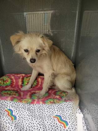 Shelter Stray Male Dog last seen Ohio St W and Shull Farm Dr, HC Strays by Out of County Residents, IN, 10501 Hague Rd, Fishers, IN 46038, USA