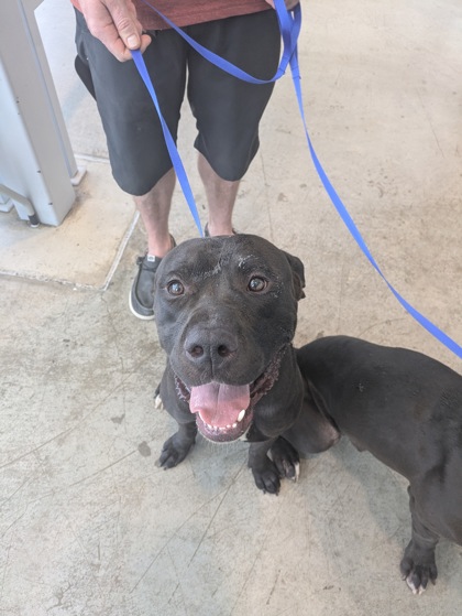 Shelter Stray Male Dog last seen Westport Pkwy and I35 W, North District, TX, 355 Hillshire Dr, Haslet, TX 76052, USA
