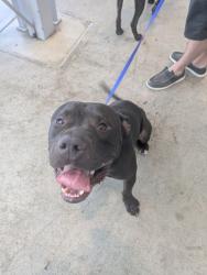 Shelter Stray Male Dog last seen Westport Pkwy and I35 W, North District, TX, 355 Hillshire Dr, Haslet, TX 76052, USA