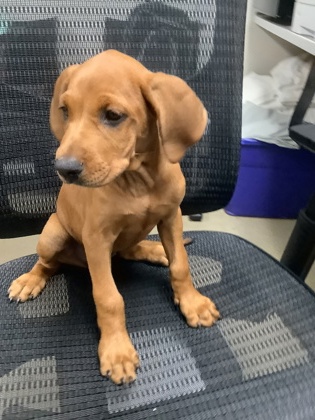 Shelter Stray Female Dog last seen Prairie Vista Park, North District, TX, 355 Hillshire Dr, Haslet, TX 76052, USA