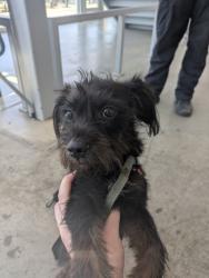 Shelter Stray Female Dog last seen Near E Lancaster, South District, TX, 355 Hillshire Dr, Haslet, TX 76052, USA