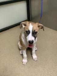 Shelter Stray Male Dog last seen Near Old Blue Circle, East District, TX, 355 Hillshire Dr, Haslet, TX 76052, USA