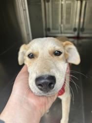 Shelter Stray Female Dog last seen E Terrel Ave, Central District,, 355 Hillshire Dr, Haslet, TX 76052, USA