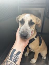Shelter Stray Female Dog last seen E Terrel Ave, Central District,, 355 Hillshire Dr, Haslet, TX 76052, USA